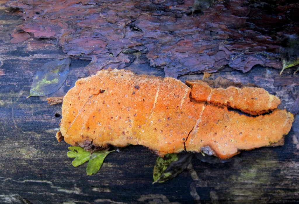 Auriporia aurulenta...